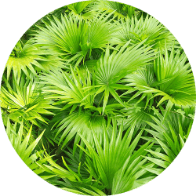 saw palmetto